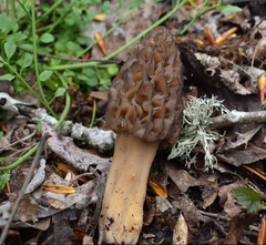 Morchella norvegiensis