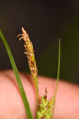 Carex triquetra
