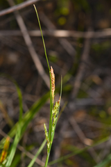 Carex triquetra