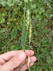 Triticum aestivum