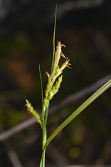Carex triquetra