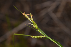 Carex triquetra