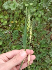 Triticum aestivum