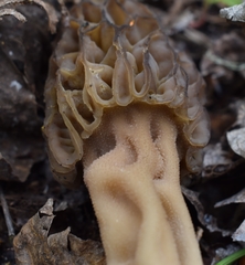 Morchella norvegiensis