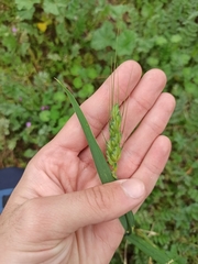 Triticum aestivum