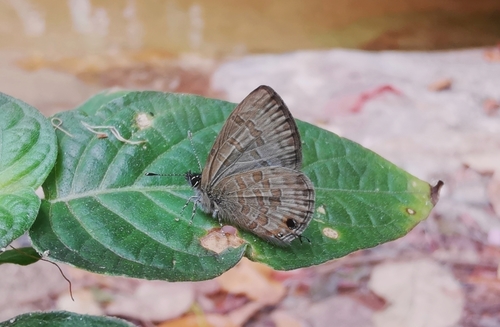 Margined Lineblue