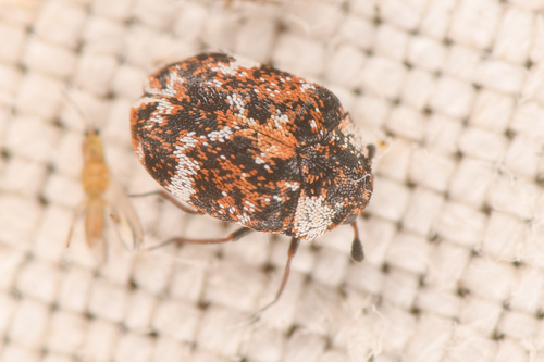 Buffalo carpet beetle photo 5