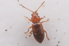 Aulacothorax recticollis