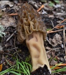 Morchella norvegiensis