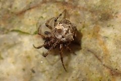 Dolichognatha