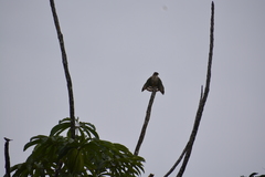 Rupornis magnirostris