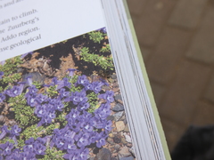 Heliophanus trepidus