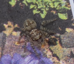 Heliophanus trepidus