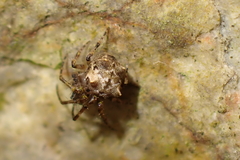 Dolichognatha