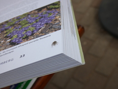 Heliophanus trepidus