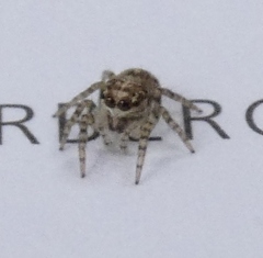 Heliophanus trepidus