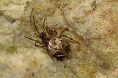 Dolichognatha