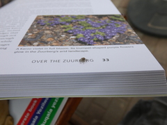 Heliophanus trepidus