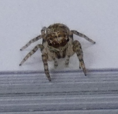 Heliophanus trepidus