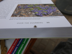 Heliophanus trepidus