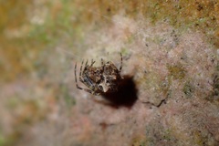 Dolichognatha