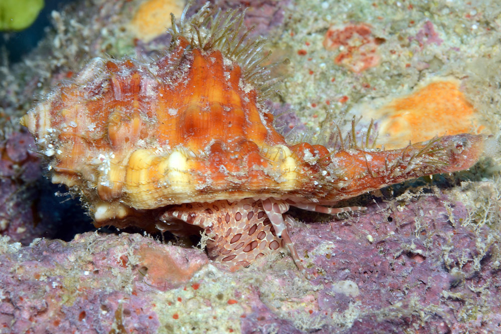 Ranularia