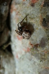 Dolichognatha