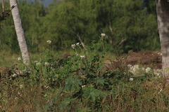 Cleome spinosa