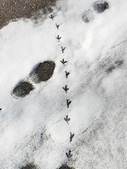 Columba livia domestica
