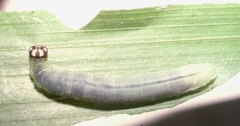 Ebusus ebusus