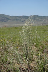 Eremosparton aphyllum