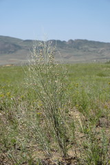 Eremosparton aphyllum