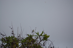 Coryphaspiza melanotis