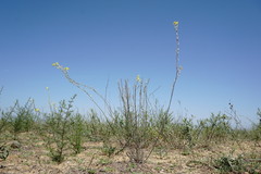 Erysimum quadrangulum