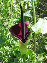 Arum palaestinum
