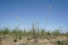 Erysimum quadrangulum