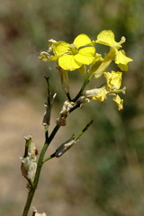 Erysimum quadrangulum