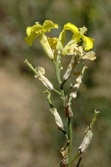 Erysimum quadrangulum