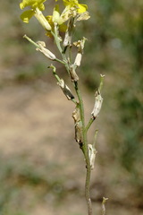 Erysimum quadrangulum
