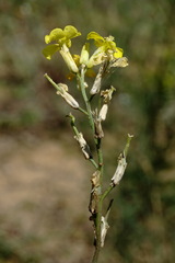 Erysimum quadrangulum