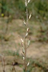 Erysimum quadrangulum
