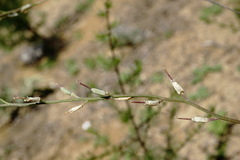 Erysimum quadrangulum