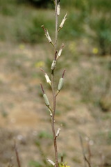 Erysimum quadrangulum