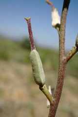 Erysimum quadrangulum
