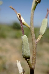 Erysimum quadrangulum
