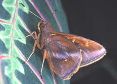 Talides sergestus