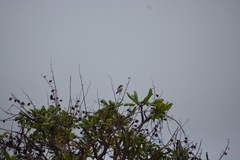 Coryphaspiza melanotis