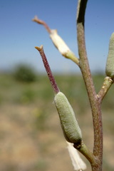Erysimum quadrangulum