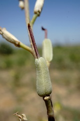 Erysimum quadrangulum