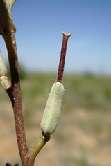 Erysimum quadrangulum